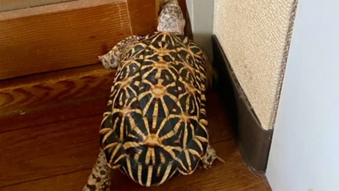 ☆ホシガメ☆今日は大興奮だねwww( ̄▽ ̄;)