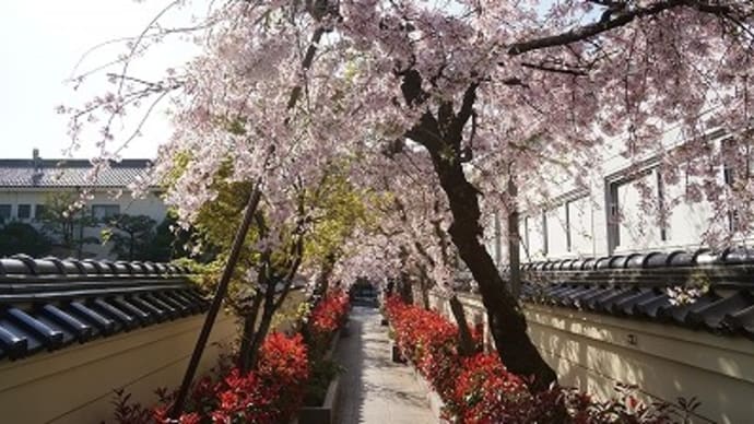 本圀寺周辺の桜