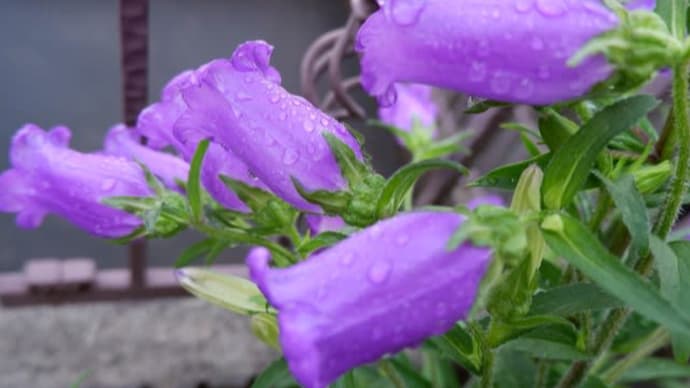 カムパニュラの花が見頃です
