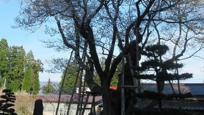 草岡の大明神桜