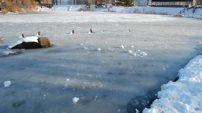 結氷した池の水鳥は