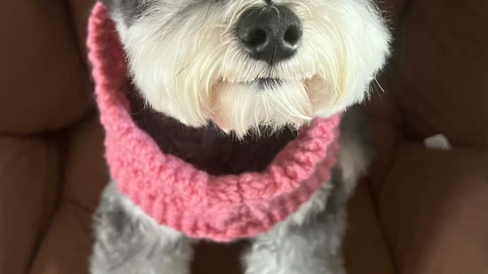 2024/03/23 刘宇宁 呆米🐶国際子犬の日