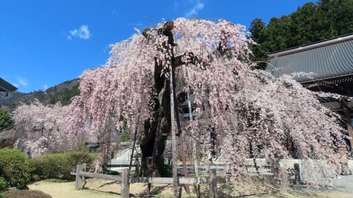 身延山の枝垂れ桜