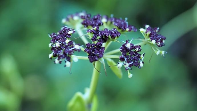 ★初秋の野の花 2022