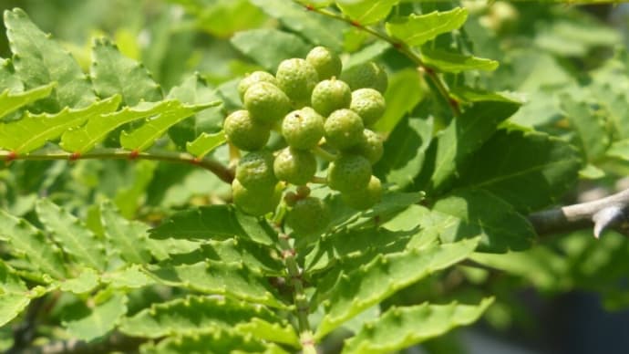 山椒の実の季節です