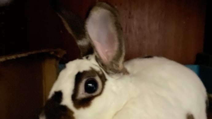 今日はわんこも?!