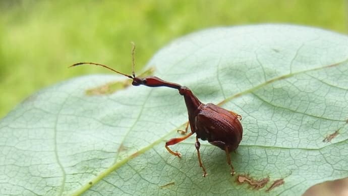 ヒゲナガオトシブミ:揺籃づくりの春夏②