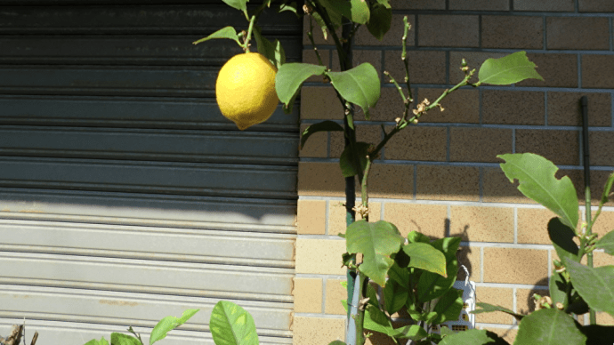 檸檬(レモン)のなる風景📷街角ぶらり旅