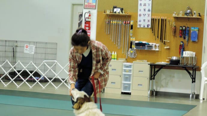 正の強化トレーニング