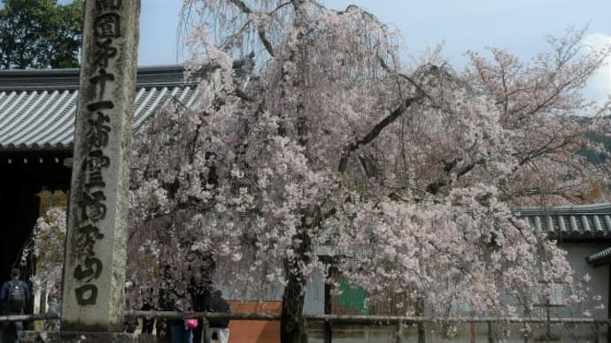 京都で花見旅　三日目　秀吉と小野小町