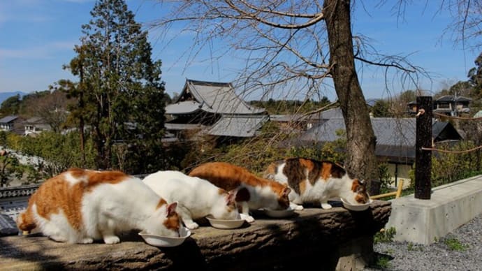 哲学の道の猫たち