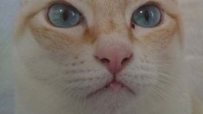 イケメン珀ちゃんの凛々しいお顔です!!Do-Up!!