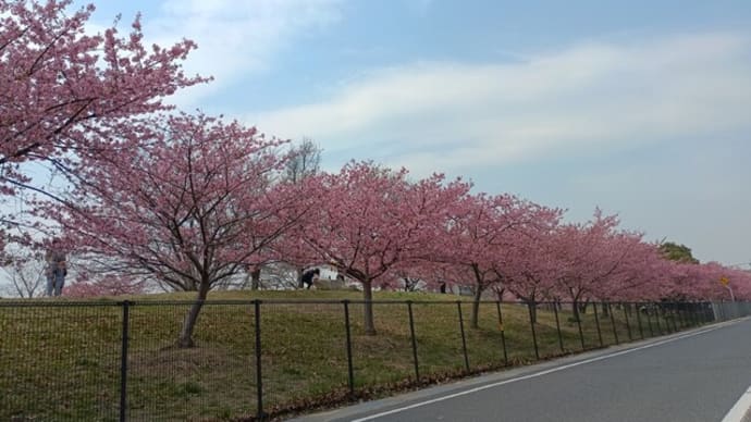 河津桜と山火事