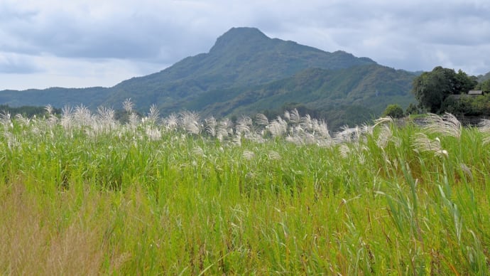 家田湿原 絶滅危惧種ミズトラノオ 2020年9月26日 開花状況(速報)