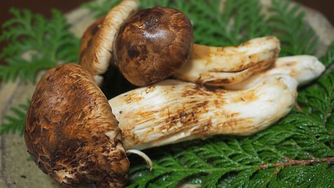 ★キノコ🍄の王者(松茸とコムソウ)🍄毒キノコ 2021