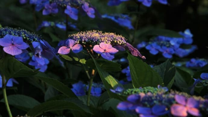 夕暮れの紫陽花