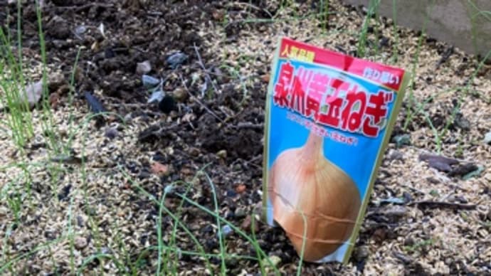 玉ねぎ苗とニンニクの定植