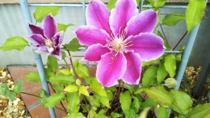 ハイノキとクレマチス ドクターラッペルの開花