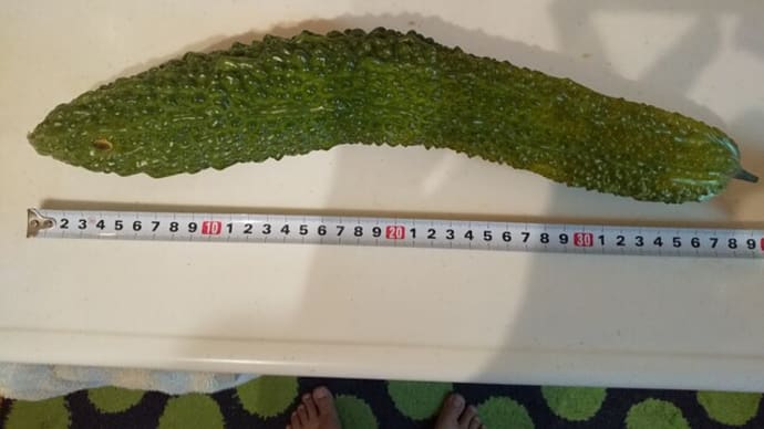 現在のゴーヤーの最高記録