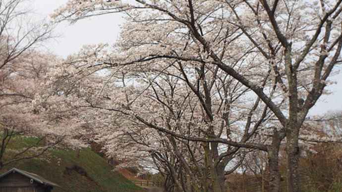 「お花見」
