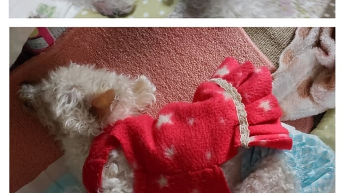 愛犬の日って初めて知りました