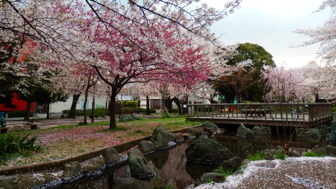 桜めぐり（３）：東綾瀬公園