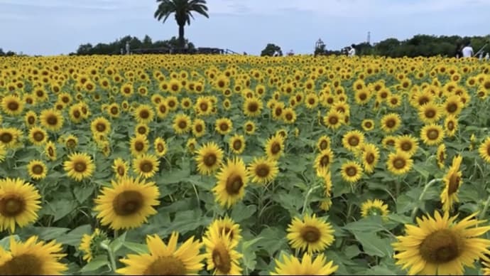 2020年夏 ひまわり畑