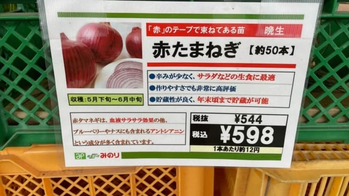 玉ねぎの植付け完了しました(^^)/最終章 (11月22日)