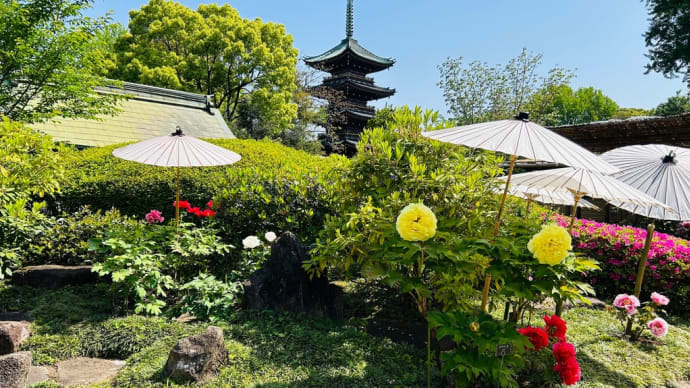 上野東照宮「春のぼたん苑」