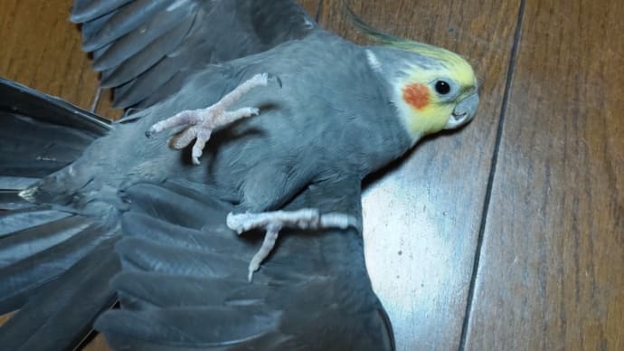 相棒ひっくり返る