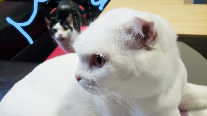 今日のにゃんこ