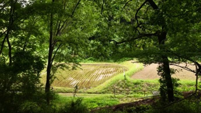 田植え時