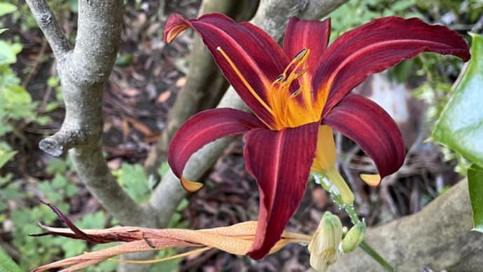 忘れ草の開花