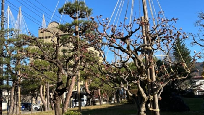 準備万端です、会津若松の雪吊り