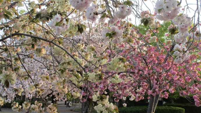 御衣黄桜