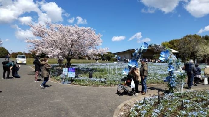 2025年4月~花だより
