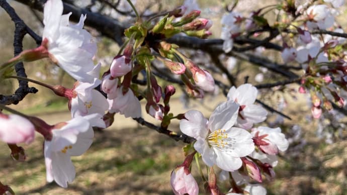 2021春花② 桜🌸