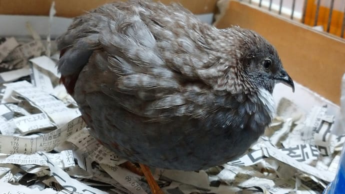 メノウ 元気だぜ!