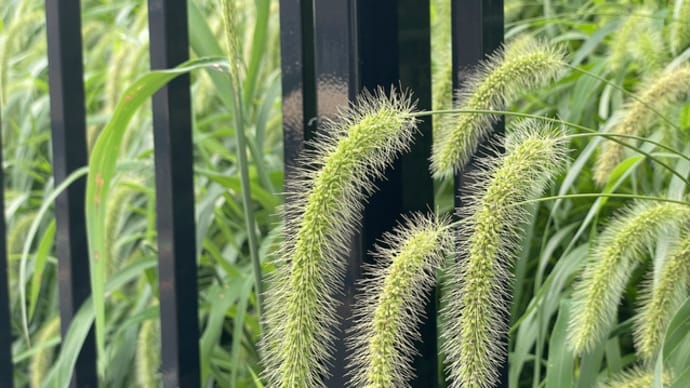 狗尾草
