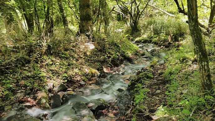 ★登山道が水浸し・谷川・梅雨時風景(7) 2023