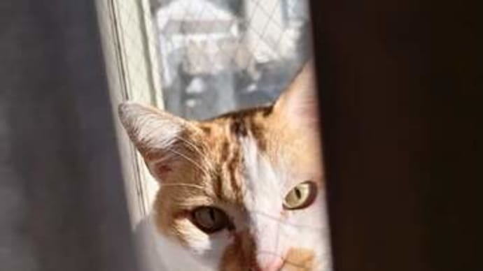 犬方式で生きている