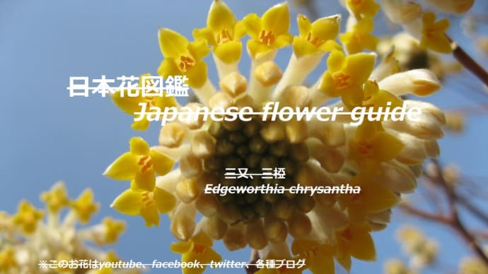 青空に紙の花？！Paper flowers in the blue sky? !!
