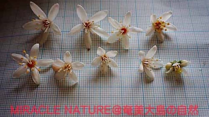 花の大きさに差があるオオシマウツギ