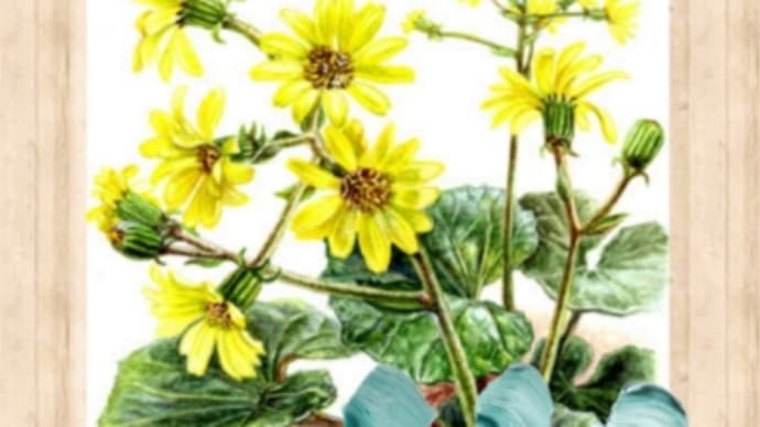 石蕗の花
