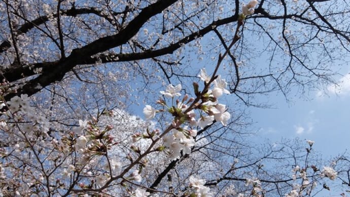 小石川植物園