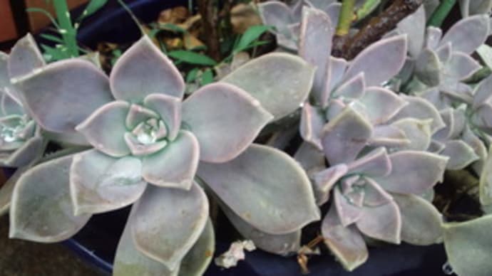 バレエ音楽「石の花」