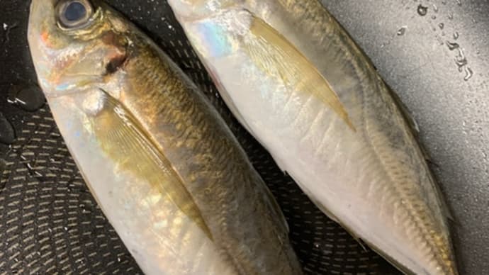 ❤️釣りアジでアクアパッツァ❤️