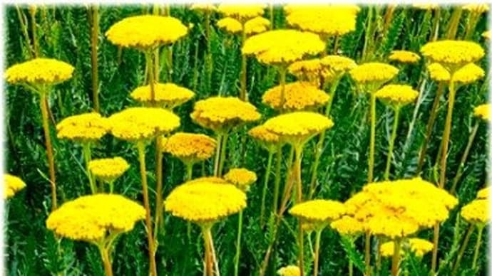 キバナノコギリソウの植替え