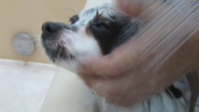 ひと月ぶりの家シャンで