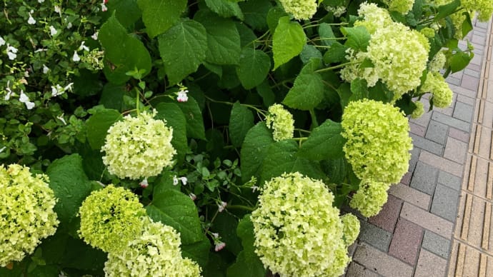 白い紫陽花